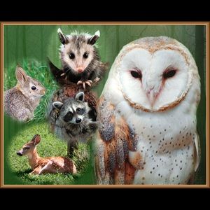 🐾EASY Ways you can help🐾